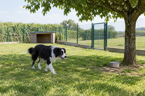 Un chien noir et blanc marche dans un espace herbeux clôturé avec un abri et un arbre