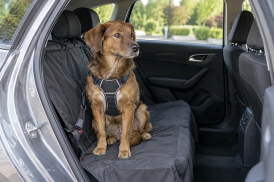 Un chien portant un harnais est installé sur une protection de banquette arrière, portière ouverte